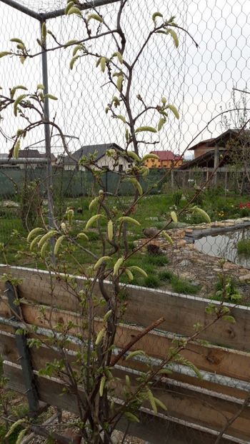  - Primavara 2019-2022