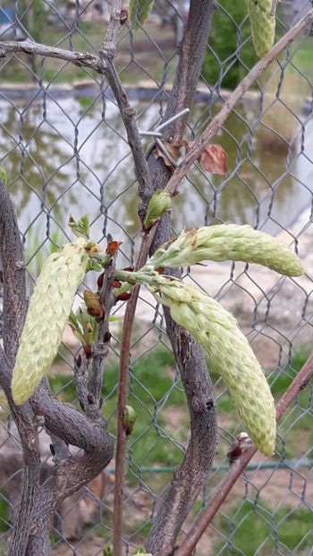  - Primavara 2019-2022