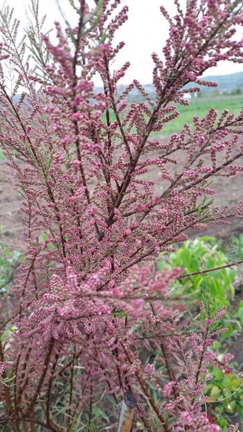  - Primavara 2019-2022