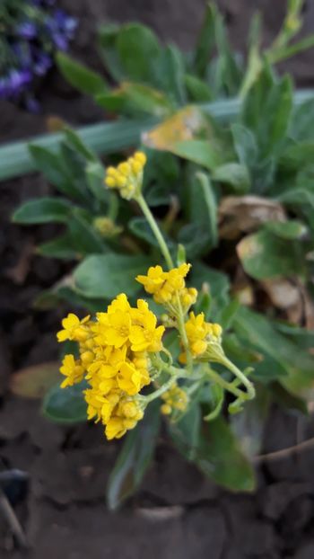  - Primavara 2019-2022