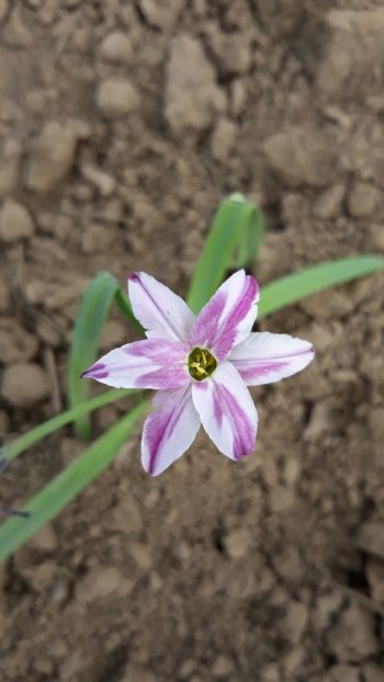  - Primavara 2019-2022