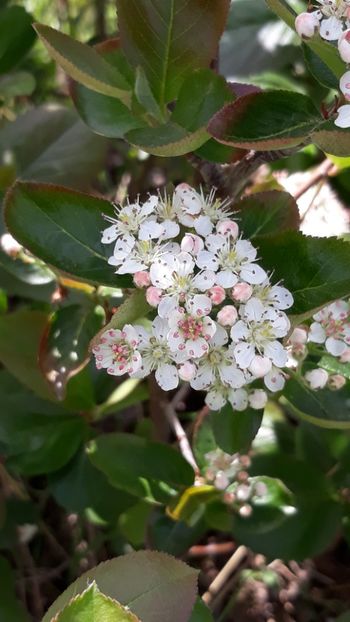  - Primavara 2019-2022