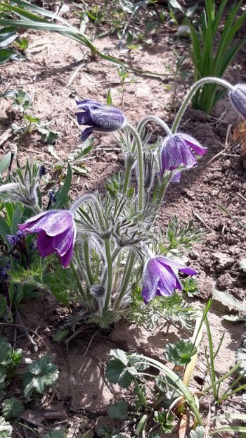  - Primavara 2019-2022