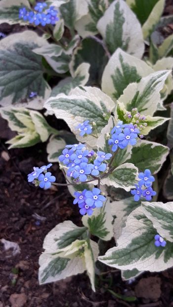  - Primavara 2019-2022