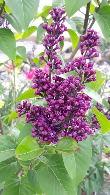  - Primavara 2019-2022