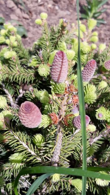  - Primavara 2019-2022