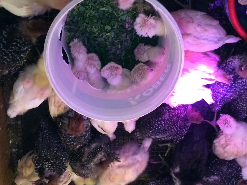 prima iarba - Incubator 2019