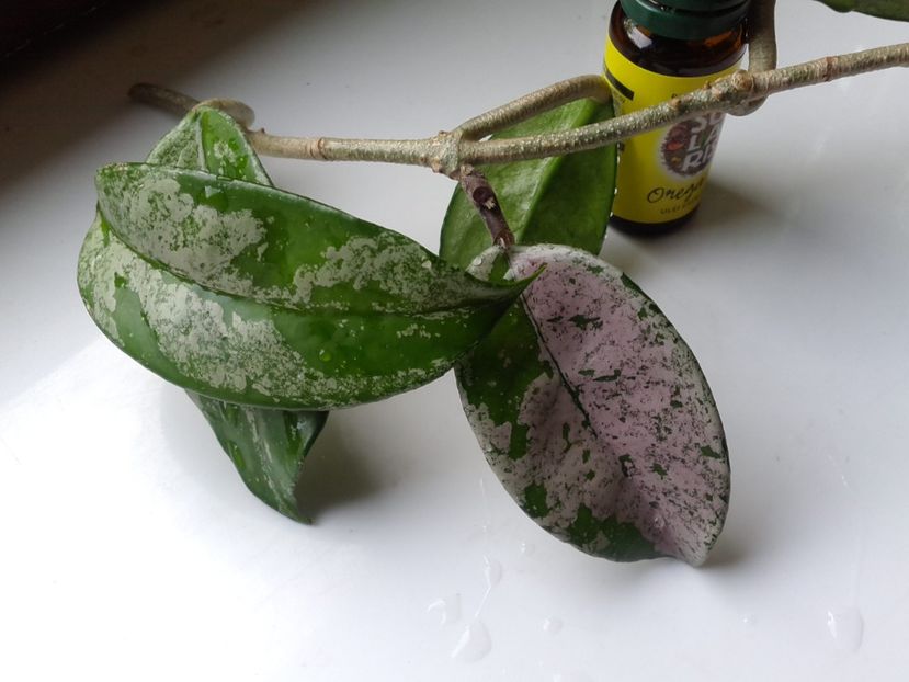 Rezervat - BAZAR HOYA