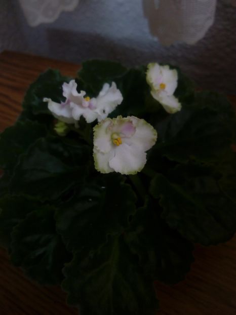 4 mai2019 - ZZZ____My sensation