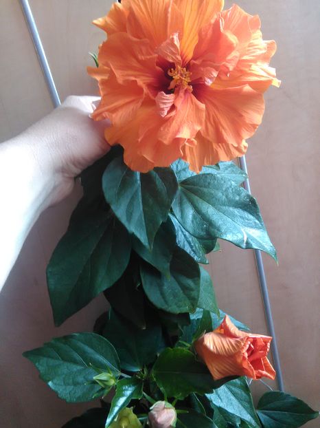 Panorama - Hibiscus 2015-2024