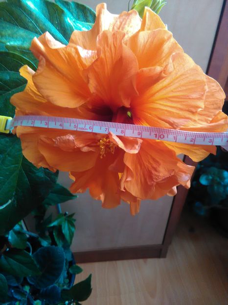 Panorama - Hibiscus 2015-2024
