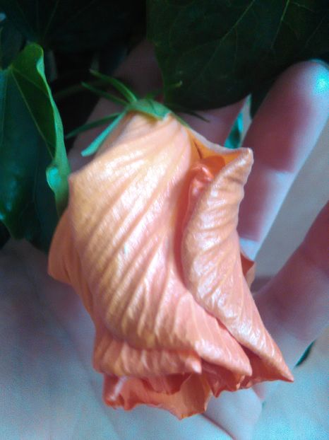  - Hibiscus 2015-2024