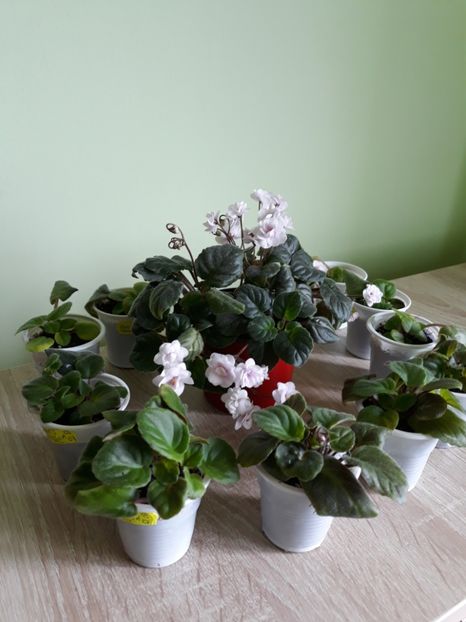  - Rob-s Vanilla Trail