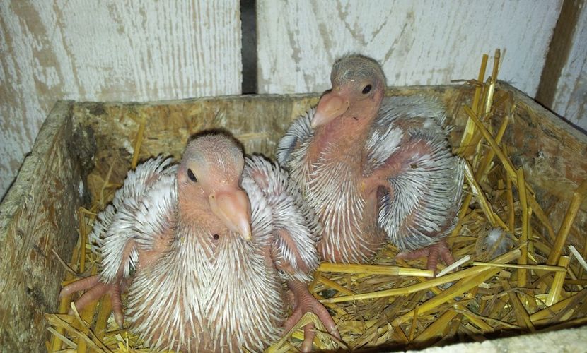 Amandoi raman pentru 2020  . - 04 PUI TEXANI 2019