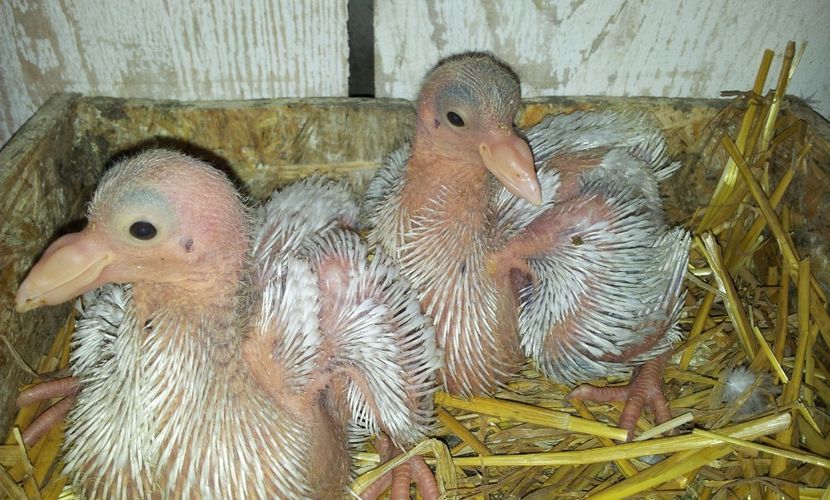 2 M - alb / albastru  bobat   . - 04 PUI TEXANI 2019