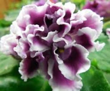 RS Gercoginia - Violete