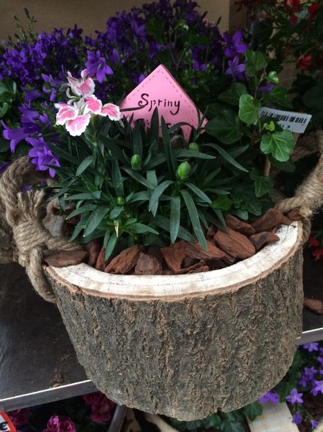 Altă scoarță;) - 1 Gaby