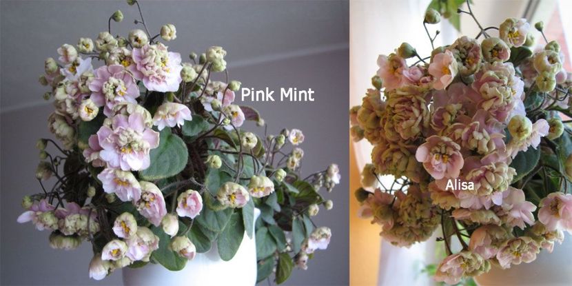 Pink Mint - A MT