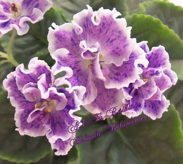 AE It s Raining - Violete