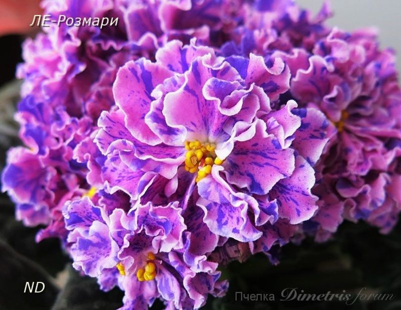 LE Rozmari - AA Violete in colecție poze net