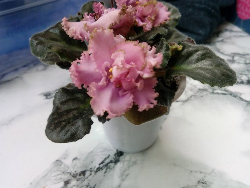 4 mai 2019 - ZZZ_LE Fuchsievoe Kruzhevo