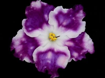 LE Birth of Galaxy - Violete
