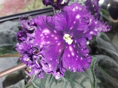 Making Waves - Violete