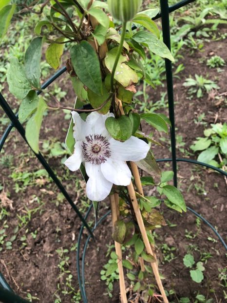  - 01 Gradina de la Cordun