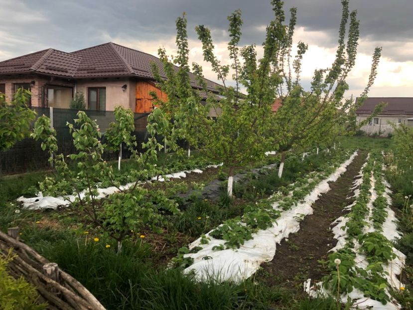  - 01 Gradina de la Cordun