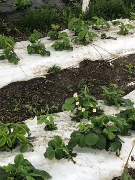  - 01 Gradina de la Cordun