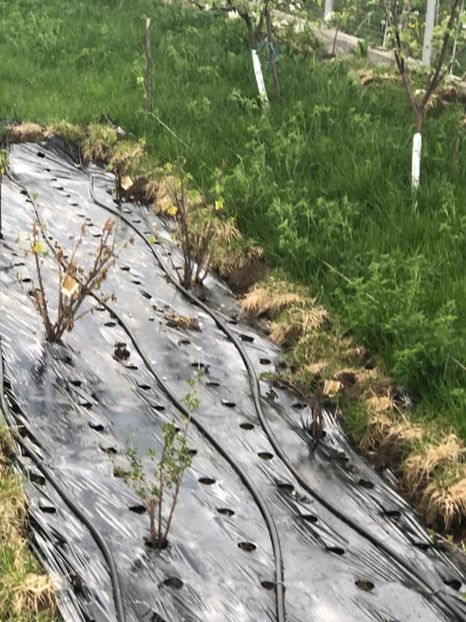  - 01 Gradina de la Cordun