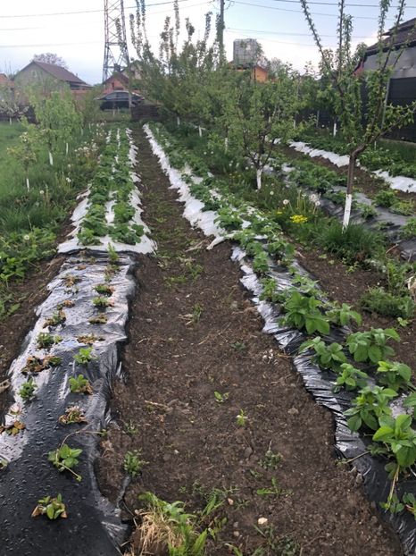  - 01 Gradina de la Cordun