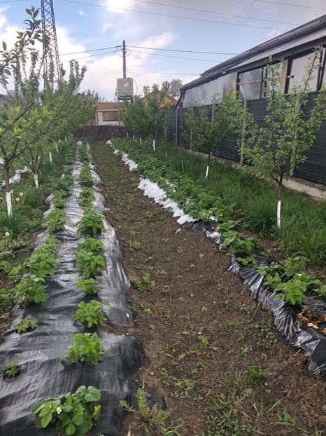  - 01 Gradina de la Cordun