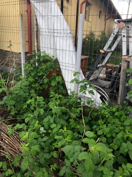  - 01 Gradina de la Cordun