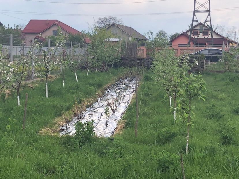  - 01 Gradina de la Cordun