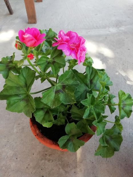 4.05 - Achizitii 2019