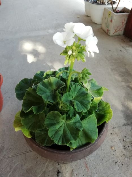 4.05 - Achizitii 2019