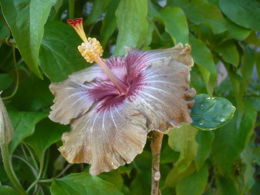 04.05.2019 - HIBISCUSI 2019-1