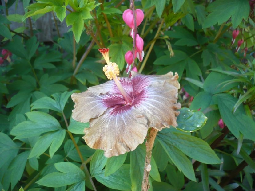 P1400969 - HIBISCUSI 2019-1