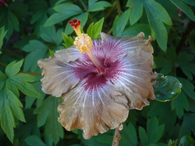 P1400970 - HIBISCUSI 2019-1