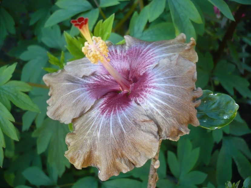 P1400972 - HIBISCUSI 2019-1