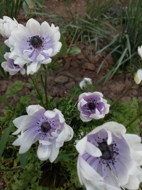 4.05 - gradina 2019