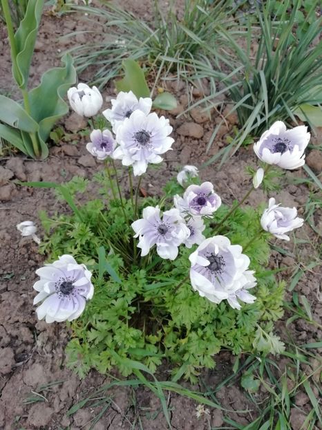 4.05 - gradina 2019