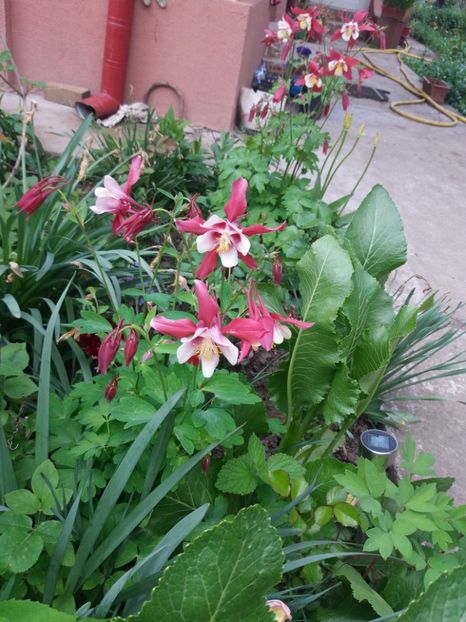  - 2019- Gradina 2