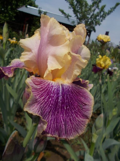 FLIGHTS OF FANCY - Irisi -2019 Barbata Elatior si intermedia