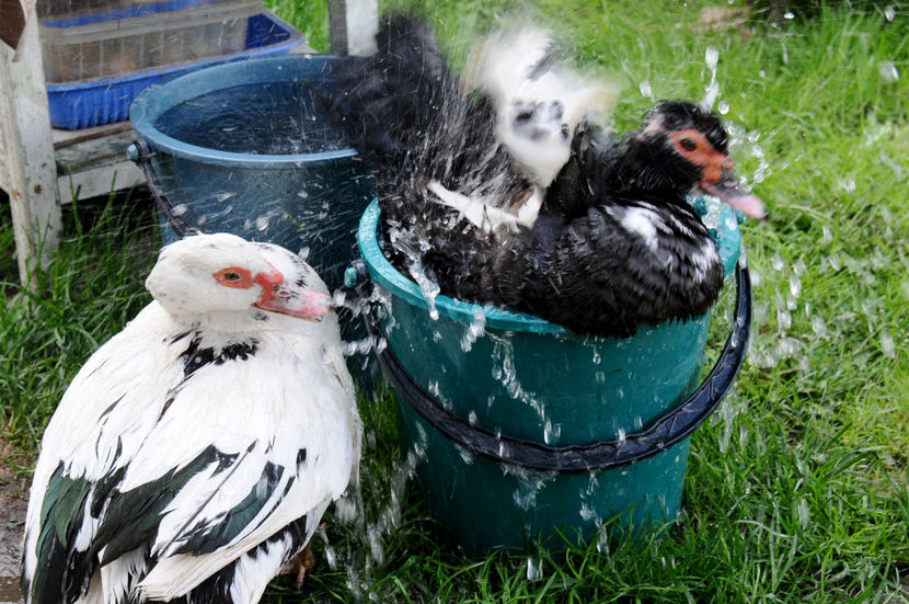  - 02 Rate lesesti cu varsta 1si 2 ani