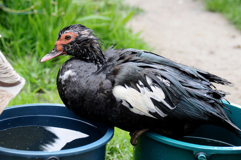  - 02 Rate lesesti cu varsta 1si 2 ani