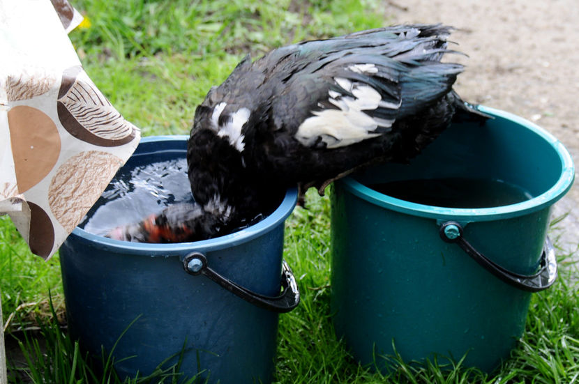  - 02 Rate lesesti cu varsta 1si 2 ani