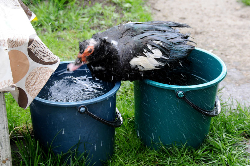  - 02 Rate lesesti cu varsta 1si 2 ani