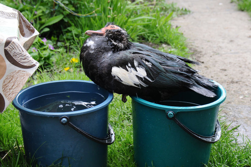  - 02 Rate lesesti cu varsta 1si 2 ani